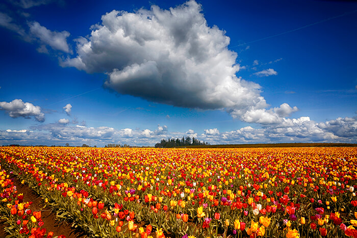 Wooden Shoe Tulip Farm