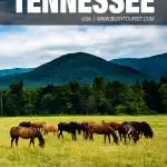 things to do in Tennessee