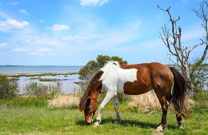 Assateague Island