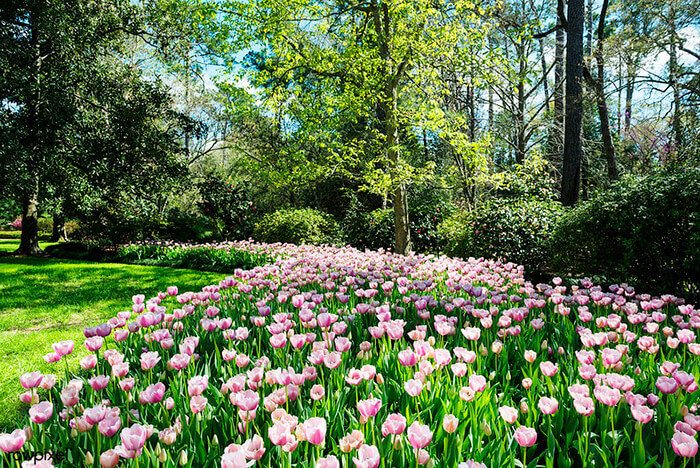 Bayou Bend Collection and Gardens