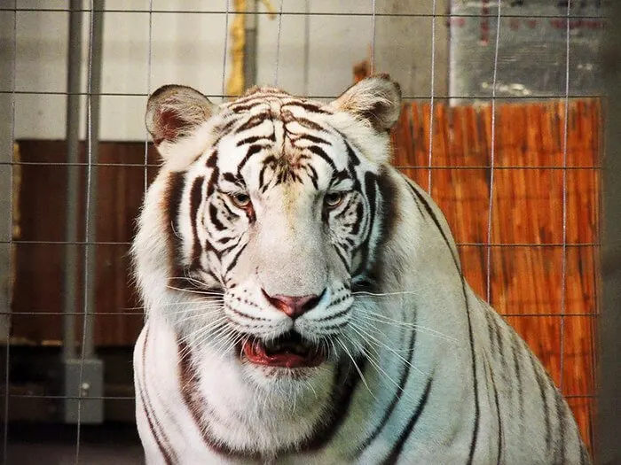 Big Cat Habitat and Gulf Coast Sanctuary