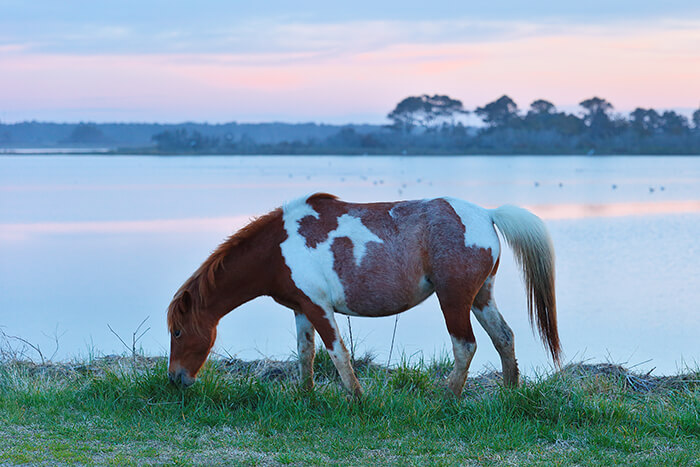 Chincoteague National Wildlife Refuge