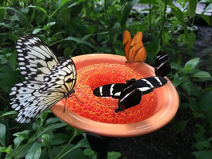 Cockrell Butterfly Center