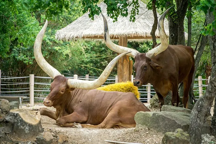 Houston Zoo