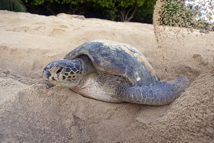 Longboat Key Turtle Watch