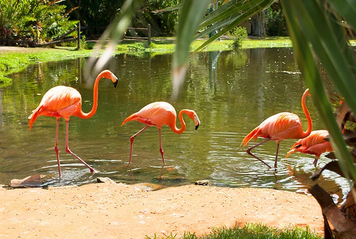 Sarasota Jungle Gardens