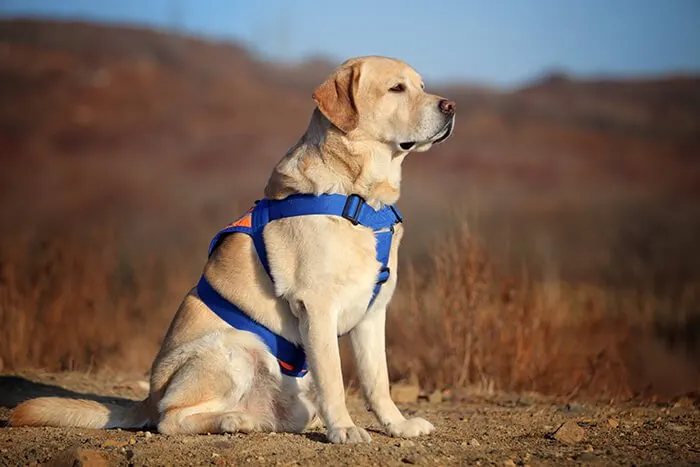 Southeastern Guide Dogs