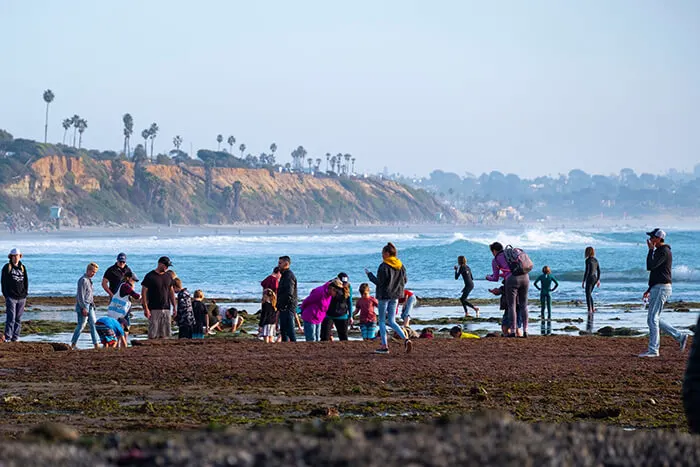 Cardiff State Beach