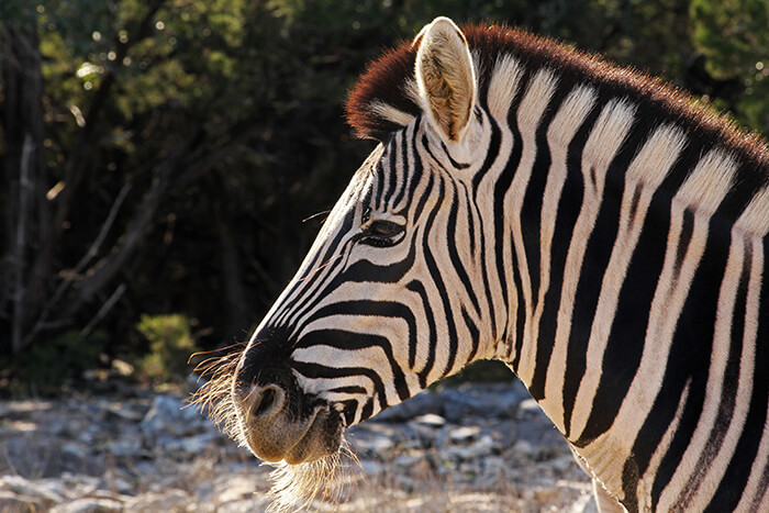 San Antonio Zoo