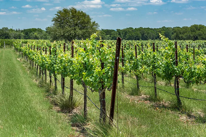 Texas Wine Trail