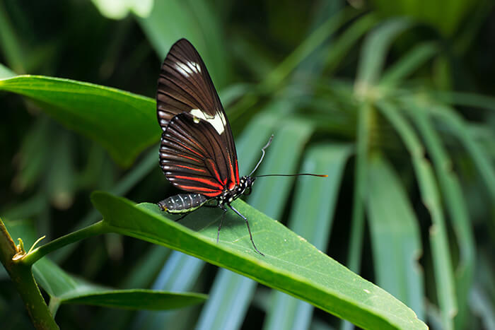 Butterfly Pavilion