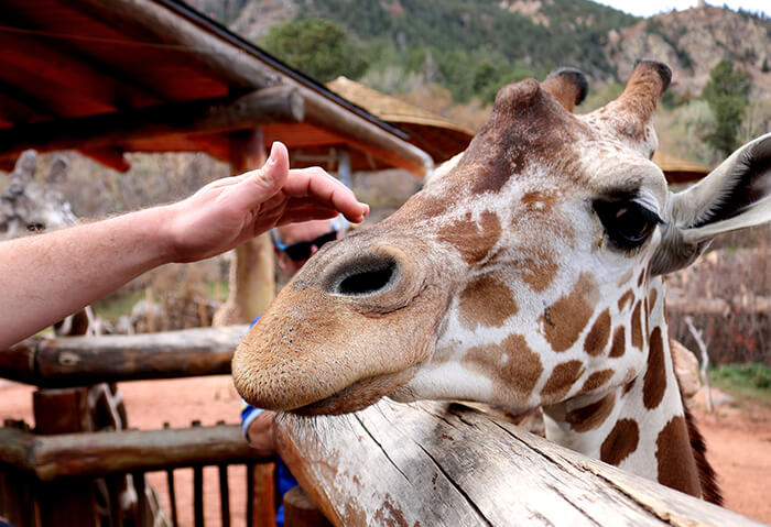 Cheyenne Mountain Zoo