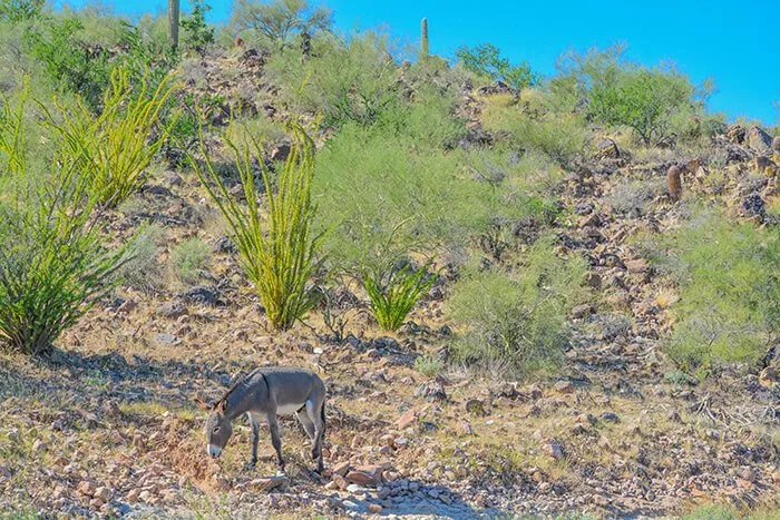 Lake Pleasant Regional Park