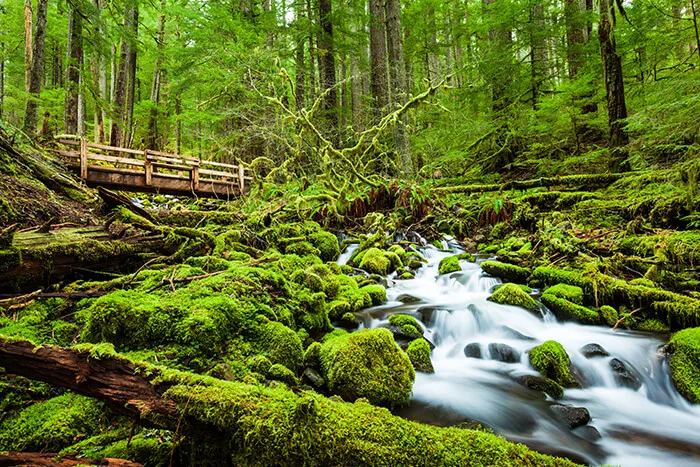 Olympic National Forest