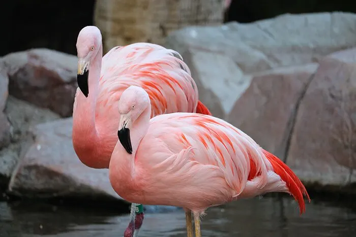 Flamingo Wildlife Habitat