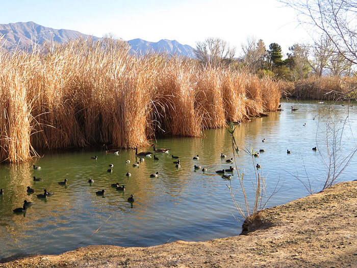 Floyd Lamb Park