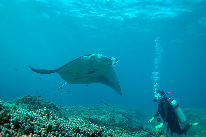 Manta Ray Encounters