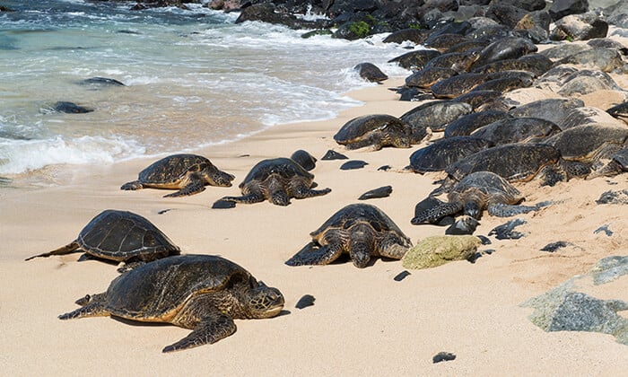Sea Turtles at Ho’okipa Beach Park