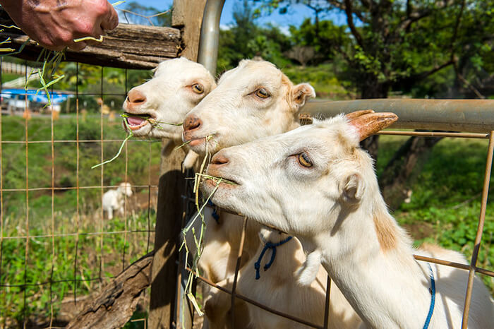 Surfing Goat Dairy