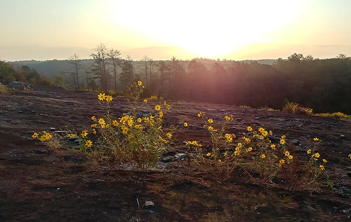 Arabia Mountain