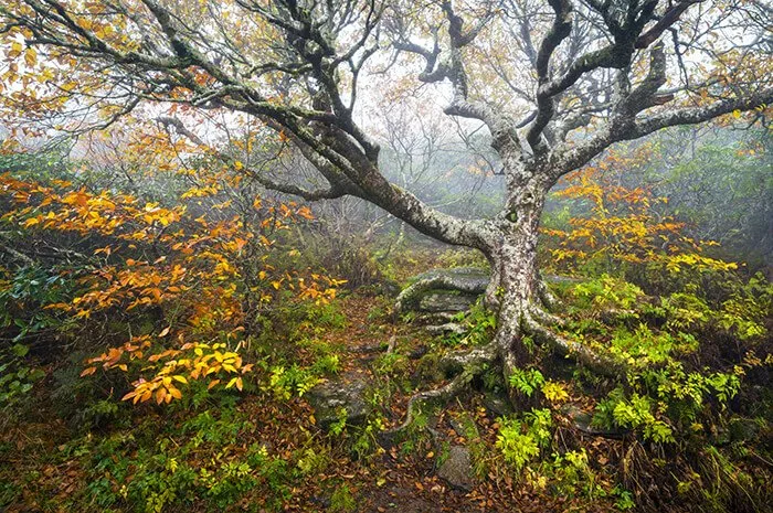 Craggy Gardens