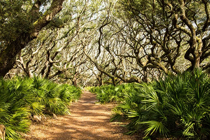 Cumberland Island