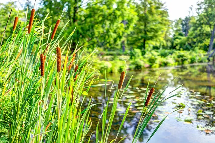 Kenilworth Park and Aquatic Gardens