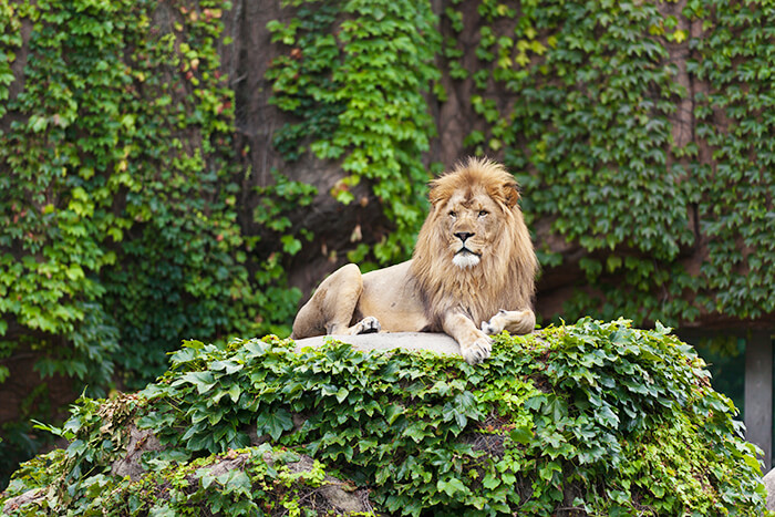 Lincoln Park Zoo