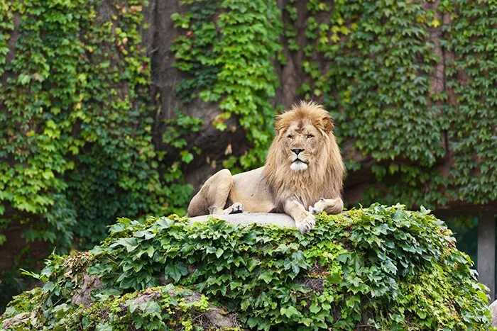 Lincoln Park Zoo