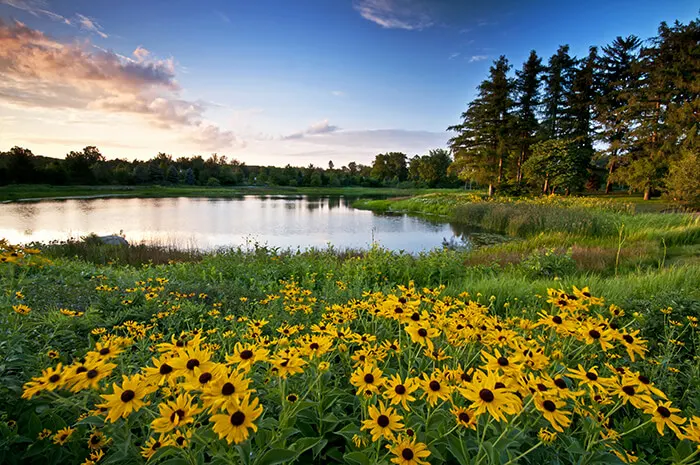 Morton Arboretum