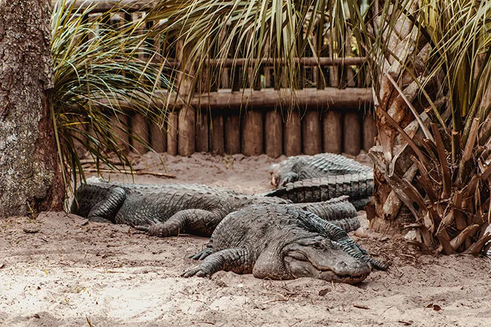 St. Augustine Alligator Farm Zoological Park