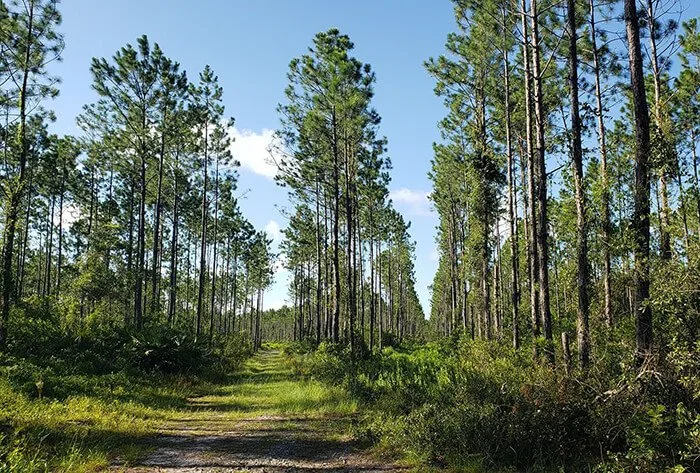 Twelve Mile Swamp Conservation Area