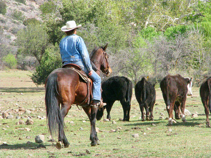 Arizona Cowboy College