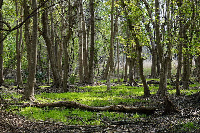 Carolina Beach State Park