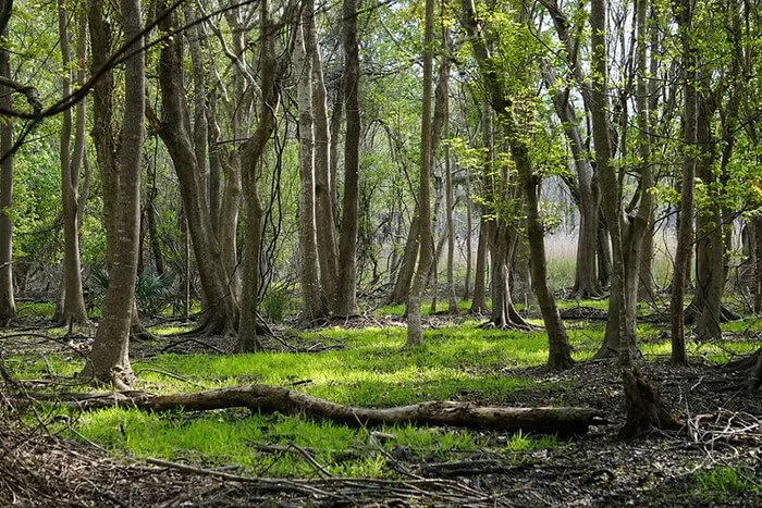 Carolina Beach State Park