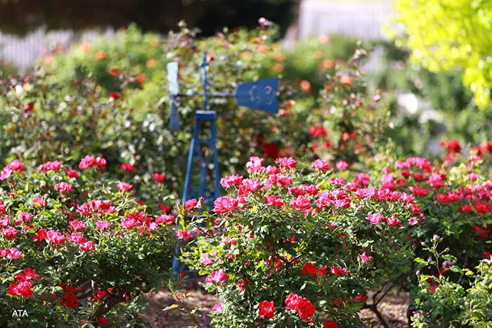 El Paso Municipal Rose Garden