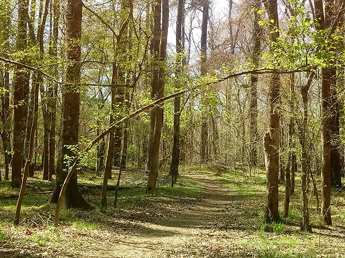 Harbison State Forest