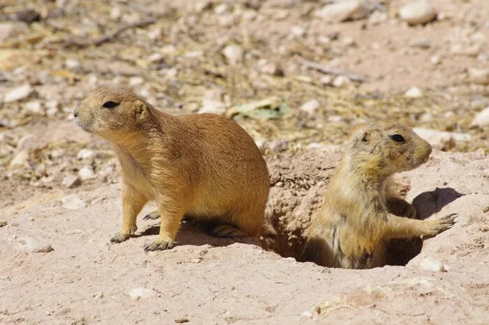 Living Desert State Park