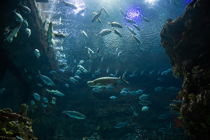 North Carolina Aquarium at Fort Fisher