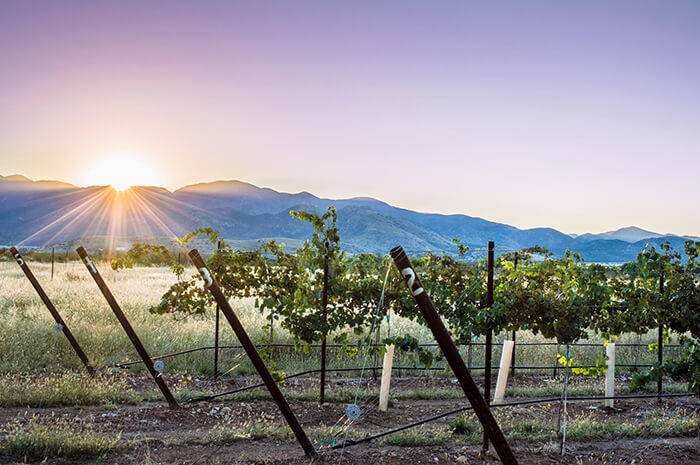 Scottsdale Wine Trail