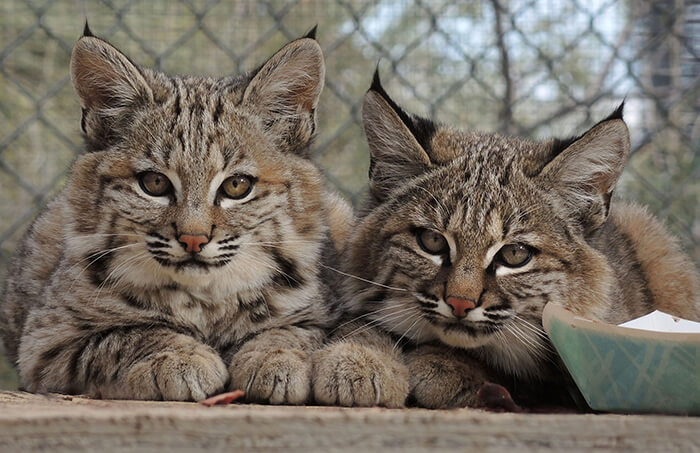 Southwest Wildlife Conservation Center