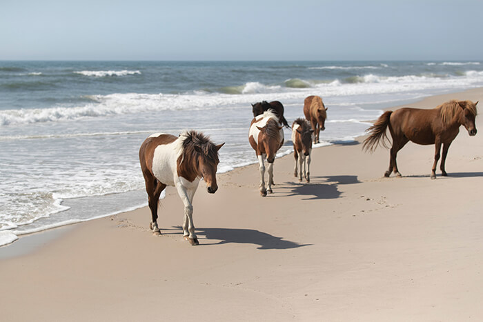 Assateague Island National Seashore