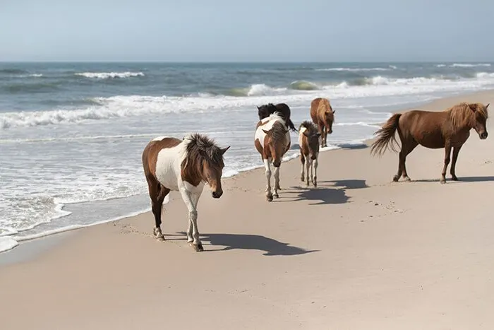 Assateague Island National Seashore