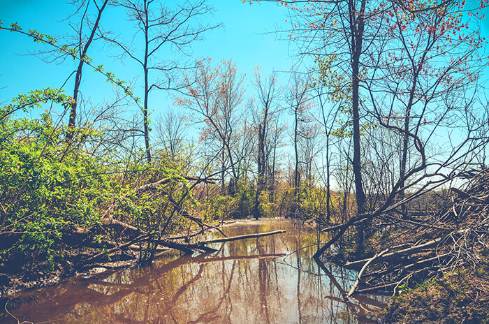 Huntley Meadows Park