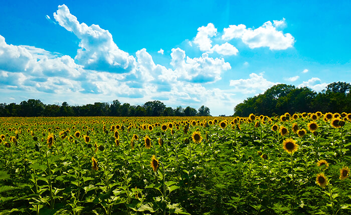 McKee-Beshers Wildlife Management Area