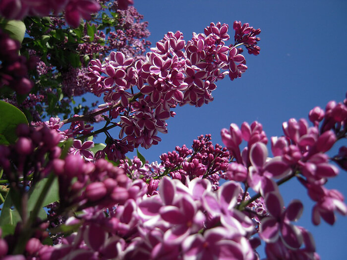 Rochester Lilac Festival