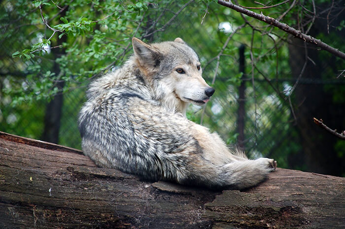 Seneca Park Zoo