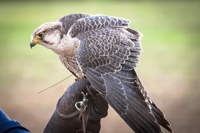 Southeastern Raptor Center