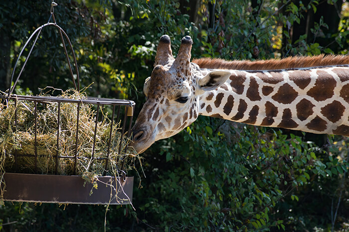 Baton Rouge Zoo