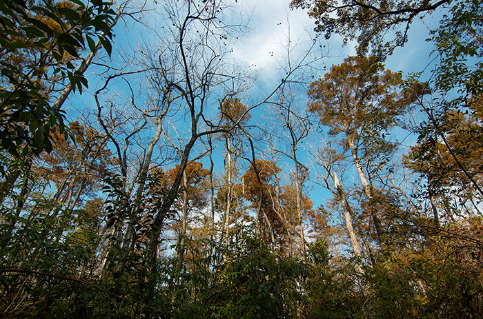 Bluebonnet Swamp Nature Center